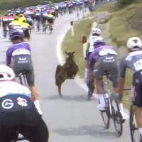 Overstekende berggeit zorgt voor problemen in Giro d’Italia